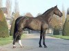 stallion Roi du Rouet (Selle Français, 2005, from Luccianno)