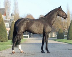 stallion Roi du Rouet (Selle Français, 2005, from Luccianno)