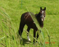 horse Eros I (Heavy Warmblood, 2000, from Elvis)