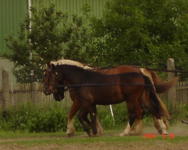 broodmare Gloria I (Sachs-door. Heavy Warmbl., 2007, from Lotus)