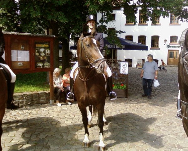 Zuchtstute Gundel (Schweres Warmblut, 1996, von Geron)