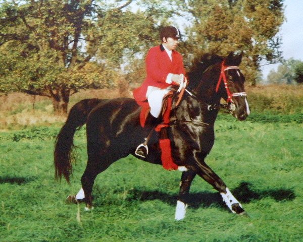 horse Gero (Heavy Warmblood, 1996, from Geron)