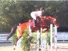 jumper Wilde (Swedish Warmblood, 2003, from Quite Easy I)