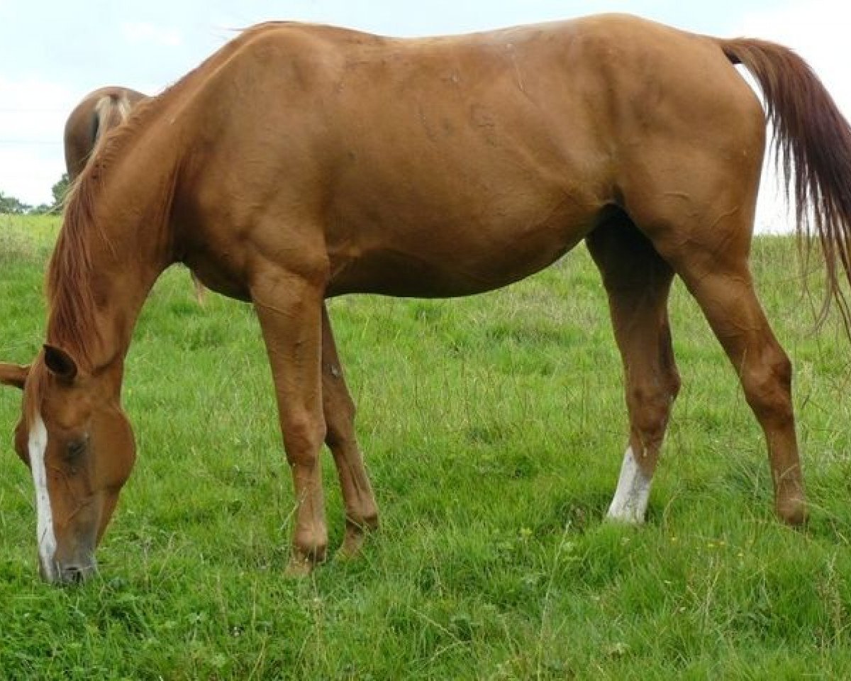 broodmare Quilane du Rouet (Selle Français, 2004, from Baloubet du Rouet)