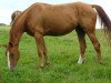 broodmare Quilane du Rouet (Selle Français, 2004, from Baloubet du Rouet)