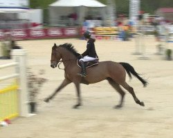 jumper Salomet du Rouet (Selle Français, 2006, from Allegreto)