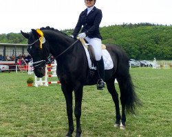 dressage horse Rolls Royce 26 (Hanoverian, 2010, from Royal Highness)