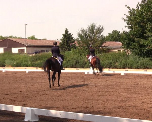 Reitturnier Dallgow 2019