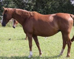 broodmare Wally (Oldenburg, 2005, from Royal Olymp 142 FIN)