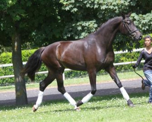 dressage horse Fürst Sunshine (Oldenburg, 2010, from Fürst Romancier)