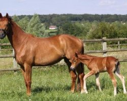 broodmare Rubina (Oldenburg, 2008, from Rubin Royal OLD)