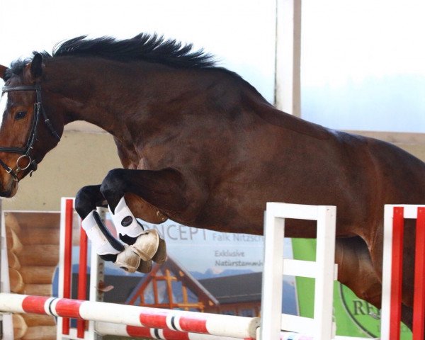 jumper Crazy Chocolate (Oldenburg show jumper, 2008, from Con Sherry)