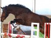 jumper Crazy Chocolate (Oldenburg show jumper, 2008, from Con Sherry)