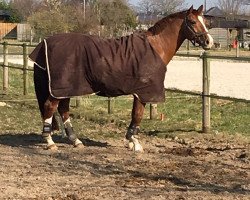 dressage horse Red Rock N (Hanoverian, 2005, from Rotspon)