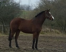 Zuchtstute Zarah Leander (Holsteiner, 2007, von Coriano)