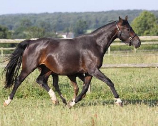 broodmare Riviera (Hanoverian, 2005, from Riverside)