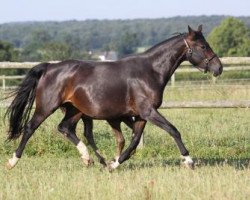 broodmare Riviera (Hanoverian, 2005, from Riverside)