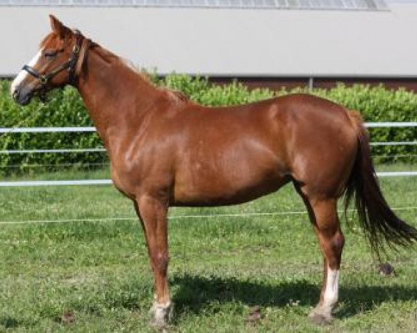 broodmare Reva de Preuilly (Selle Français, 2005, from Forsyth)