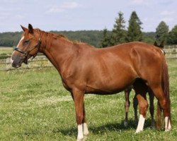 broodmare Rafale de Pontlière (Selle Français, 2005, from Felin Pierreville)