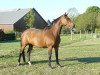 broodmare Quinta du Soleil (Selle Français, 2004, from Diamant de Semilly)