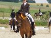 dressage horse Desert King (German Riding Pony, 2010, from Don Miguel Fh)