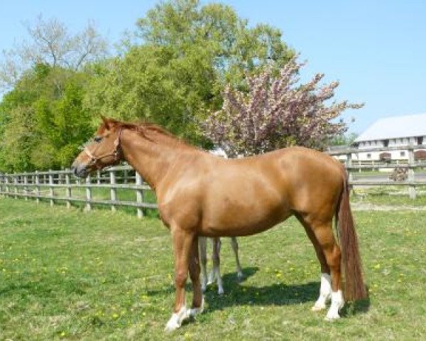 broodmare Phidam du Chesnay (Selle Français, 2003, from Quidam de Revel)