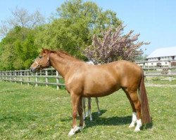 broodmare Phidam du Chesnay (Selle Français, 2003, from Quidam de Revel)