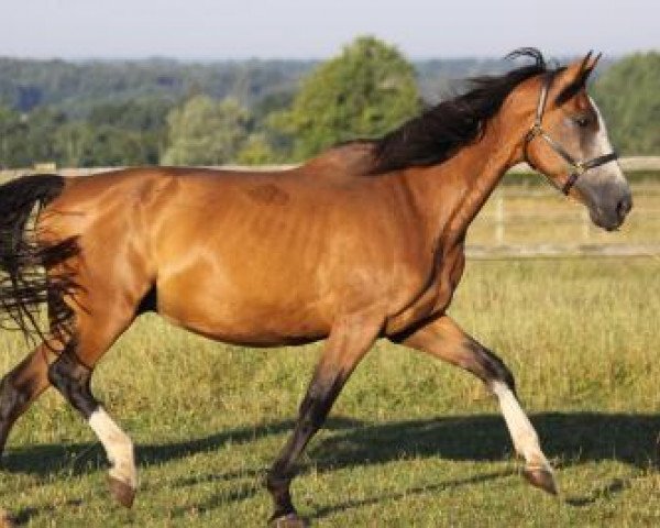 Zuchtstute Nirvana (KWPN (Niederländisches Warmblut), 1995, von Lord Z)