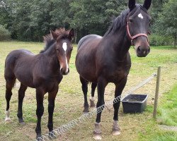 Pferd Celino (Sächs.-Thür. Schweres Warmbl., 2016, von Celtis)