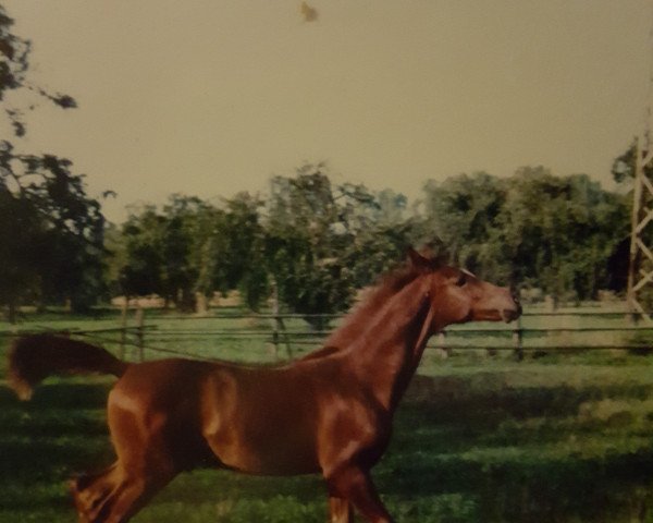 horse Wannweil (Württemberger, 1992, from Wanninger)