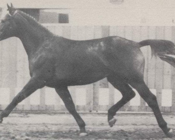 stallion Westfalenwappen (Westphalian, 1978, from Weinhang)