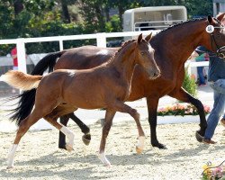 dressage horse Dorfkind 3 (Oldenburg, 2016, from De Martino)