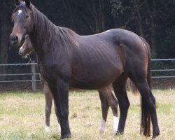 broodmare Luisan (Hanoverian, 2002, from Lauries Crusador xx)