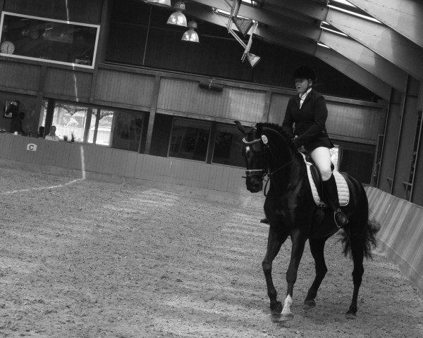 dressage horse Sir Leon 3 (Oldenburg, 2008, from Sir Donnerhall I)