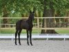 dressage horse Havelgold (Trakehner, 2016, from Schwarzgold)