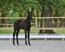 dressage horse Havelgold (Trakehner, 2016, from Schwarzgold)