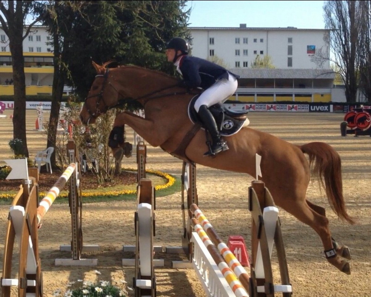 jumper ATTILA DER GROSSE (Austrian Warmblood, 2006, from Alexander der Grosse Z)