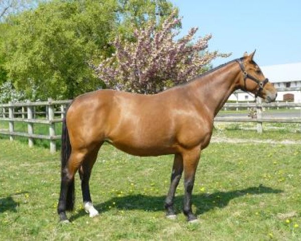 broodmare Mara du Soleil (Selle Français, 2000, from Le Tot de Semilly)