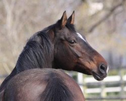 broodmare Bonita (Oldenburg, 1998, from Attention)