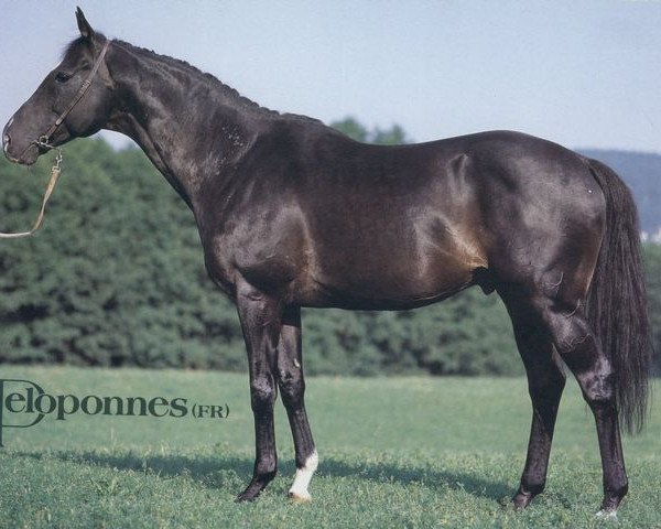 stallion Peloponnes xx (Thoroughbred, 1975, from Gift Card xx)