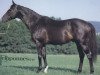 stallion Peloponnes xx (Thoroughbred, 1975, from Gift Card xx)