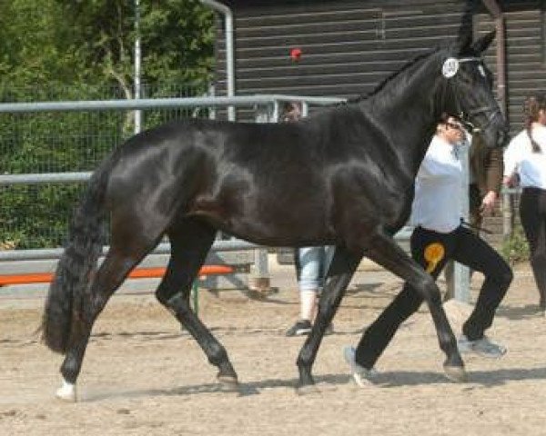 Zuchtstute Zauberblüte III (Trakehner, 2003, von Tambour)