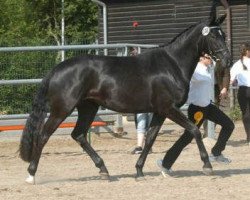 broodmare Zauberblüte III (Trakehner, 2003, from Tambour)