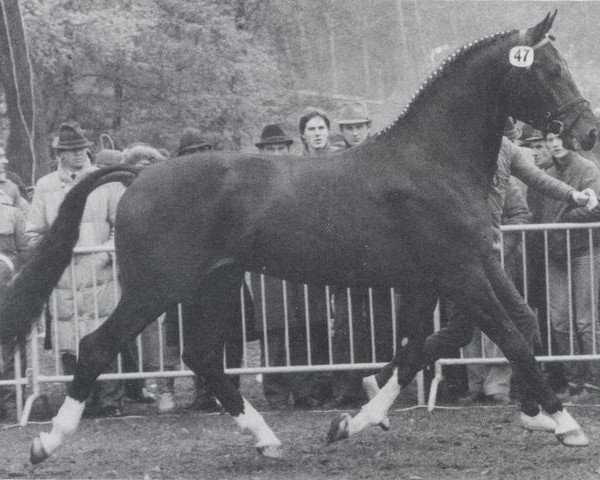 stallion Attention (Oldenburg, 1981, from Aktuell)