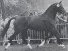 stallion Attention (Oldenburg, 1981, from Aktuell)