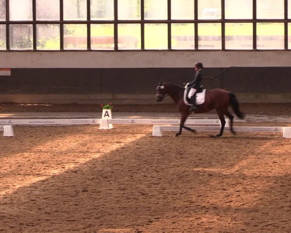 Reitturnier Dallgow 2019