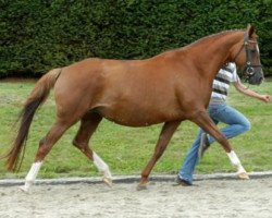 broodmare Zauberknospe (Trakehner, 1999, from Donauwalzer)