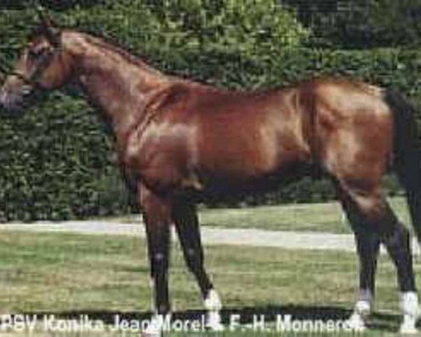 stallion Felin Pierreville (Selle Français, 1993, from Quidam de Revel)