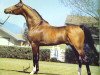 stallion Monokl ox (Arabian thoroughbred, 1976, from Nabeg 1966 ox)