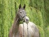 eventing horse Königsehre (Trakehner, 2014, from Interconti)